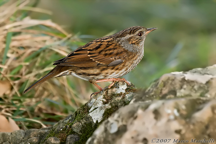 Passera Scopaiola Augurale